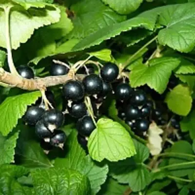 Смородина чёрная ВЕЛОЙ (ЛЕНИНГРАДСКАЯ СЛАДКАЯ) в Витебске