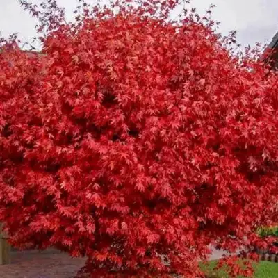 Клен гиннала  в Витебске