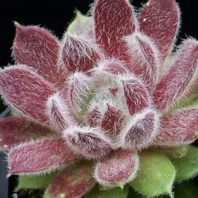 Молодило ТАРАНТУЛА в Витебске