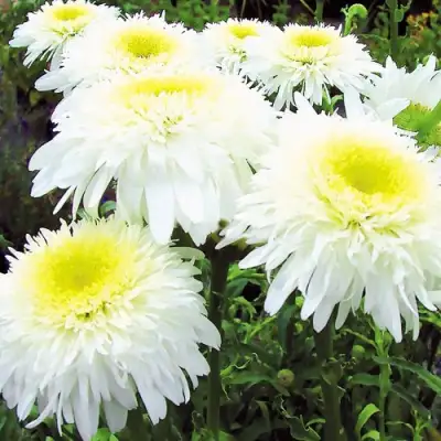 Нивяник ФИОНА ГОГХИЛЛ великолепный в Витебске