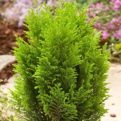 Кипарисовик ЭЛВУДИ ГОЛД лавсона в Витебске