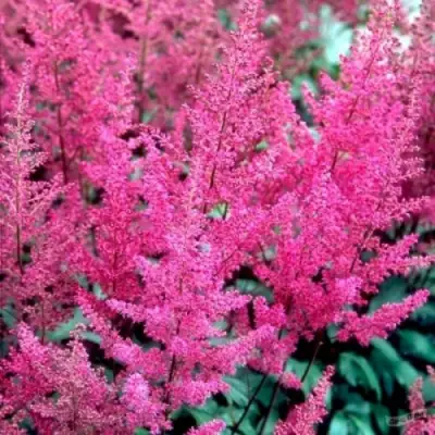 Астильба ЭЛИЗАБЕТ ВАН ВИН японская в Витебске