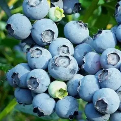 Голубика ПУРУ в Витебске