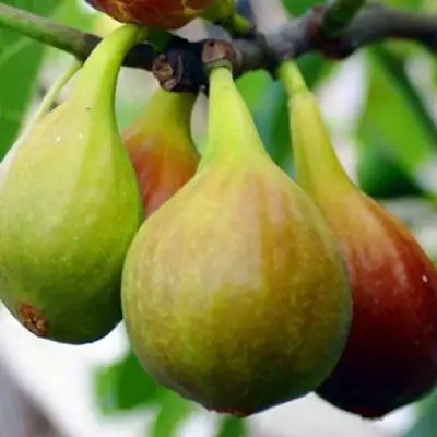 Инжир ДАЛМАТСКИЙ в Витебске