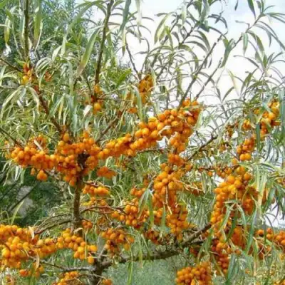 Облепиха ДАР МГУ в Витебске