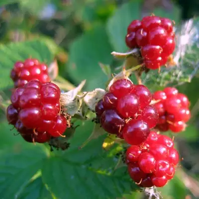 Княженика АСТРА в Витебске