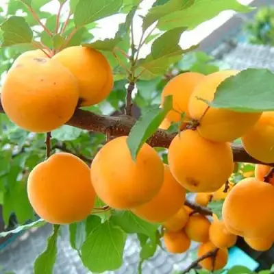 Абрикос ОРИГИНАЛ в Витебске