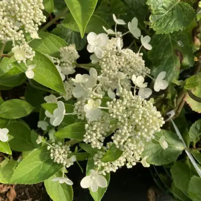 Гортензия ПРИМ ВАЙТ метельчатая в Витебске