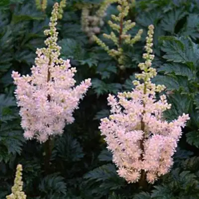 Астильба ЛИЛИПУТ курчавая в Витебске