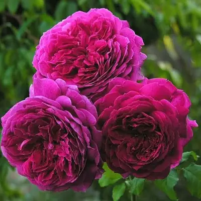 Роза КЕЙТ английская в Витебске