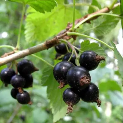 Смородина чёрная ШАРОВИДНАЯ в Витебске