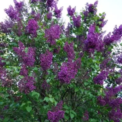 Сирень СУМЕРКИ в Витебске