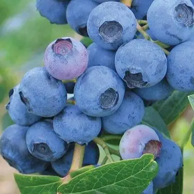 Голубика ЭРЛИБЛЮ в Витебске