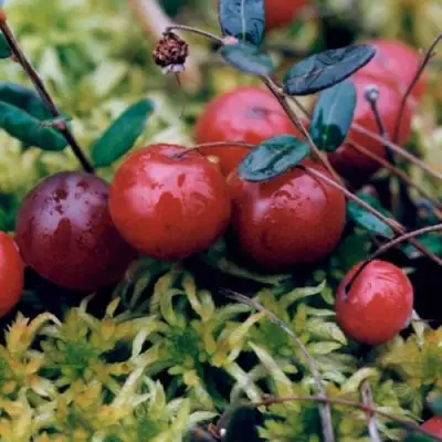 Клюква МАК ФАРЛИН в Витебске