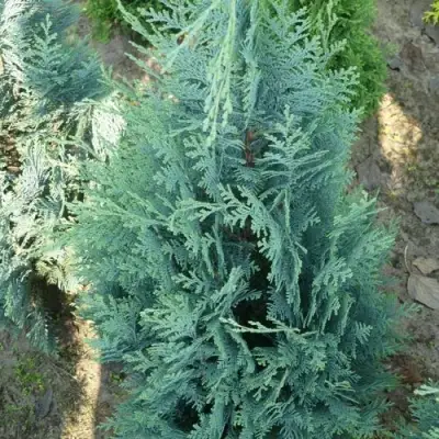 Кипарисовик КОЛУМНАРИС лавсона в Витебске
