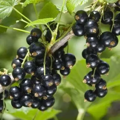 Смородина чёрная ВОЛШЕБНИЦА в Витебске