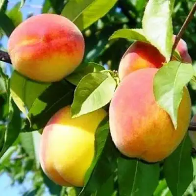 Персик ПАМЯТЬ ЛОЙКО в Витебске