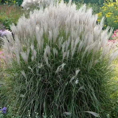 Мискантус КЛЯЙН СИЛЬБЕРСПАЙН китайский  в Витебске