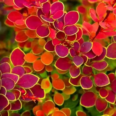 Барбарис ОРАНЖ САНРАЙЗ тунберга в Витебске