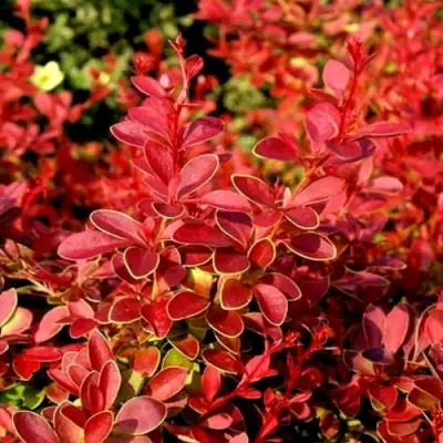 Барбарис КОРАЛ тунберга в Витебске