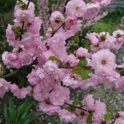 Миндаль ТРЁХЛОПАСТНЫЙ (луизеания) в Витебске