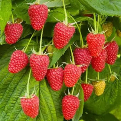 Малина БРУСВЯНА в Витебске