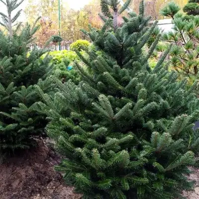 Пихта ФРАЗЕРА в Витебске