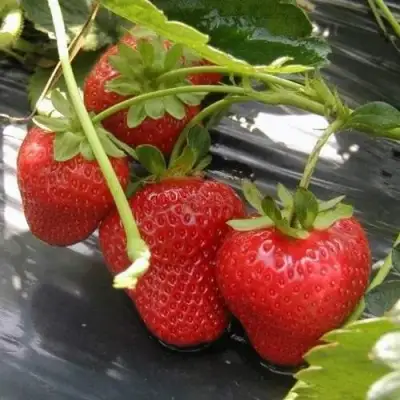 Клубника МОНТЕРЕЙ ремонтантная в Витебске