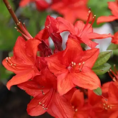 Азалия ПАРКФАЕР листопадная в Витебске