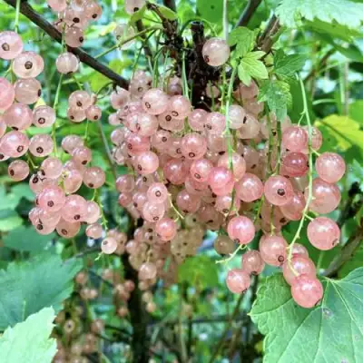 Смородина розовая ГОЛЛАНДСКАЯ РОЗОВАЯ в Витебске