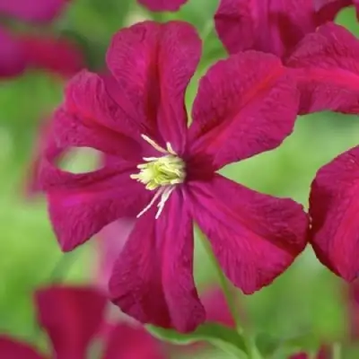 Клематис МАДАМ ДЖУЛИЯ КОРРЕВОН в Витебске