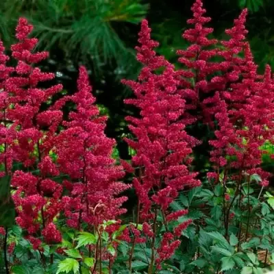 Астильба БУРГУНДИ РЕД Арендса в Витебске