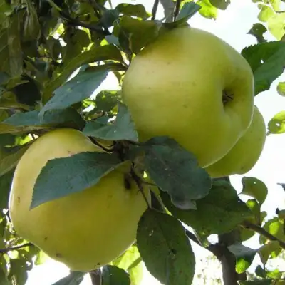 Яблоня АНТОНОВКА ОБЫКНОВЕННАЯ в Витебске