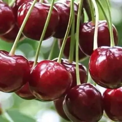 Вишня УЙФЕХЕРТОЙ ФЮРТОШ в Витебске