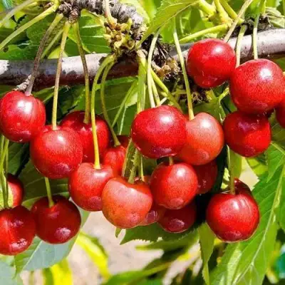 саженцы черешни Брянская Розовая