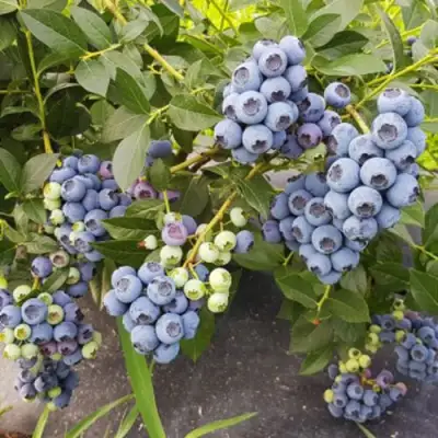 Голубика ОСОРНО в Витебске