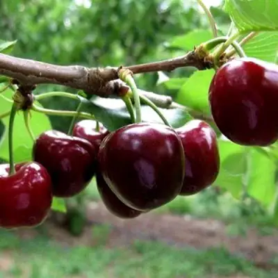 Вишня МОРОЗОВКА в Витебске