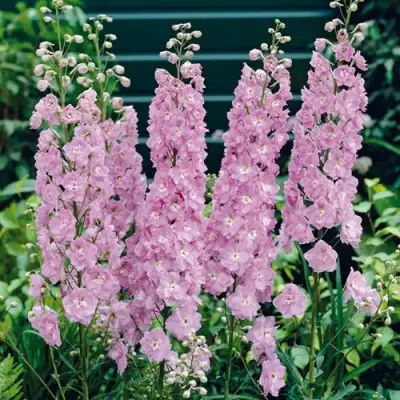 Дельфиниум ПЕТТИКОУТ гибридный в Витебске