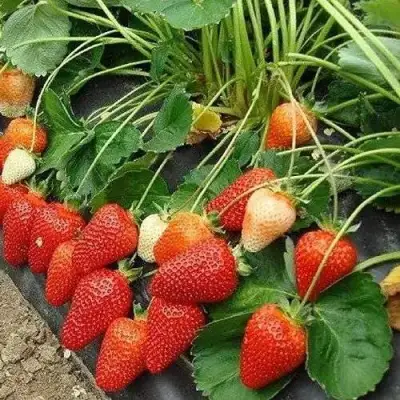 Клубника РОКСАНА в Витебске