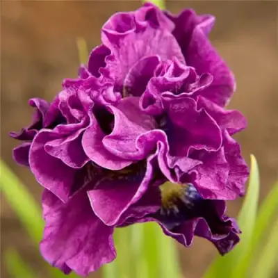 Ирис БАНДЛ ОВ ДЖОЙ сибирский в Витебске