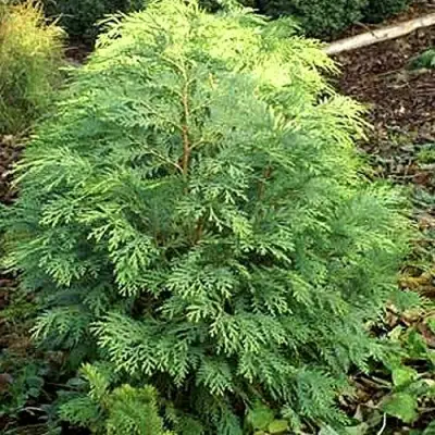 Кипарисовик САНКИСТ лавсона в Витебске