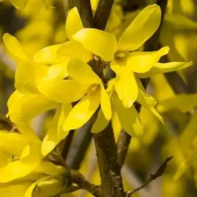 Форзиция ТАРАНДТ промежуточная в Витебске