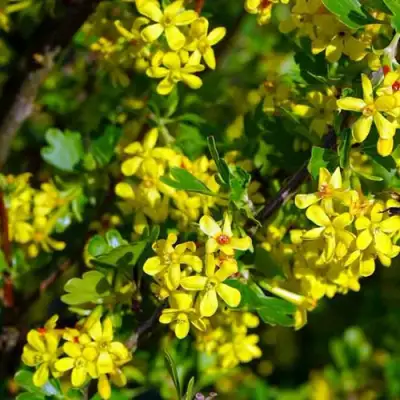 Смородина золотистая ВИШНЕВАЯ в Витебске