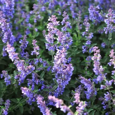 Котовник СИКС ХИЛЛС ГИАНТ в Витебске