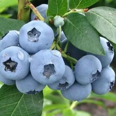 Голубика БЛЮЭТТА в Витебске