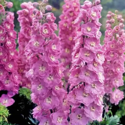 Дельфиниум ДЕЛЬФИС ПИНК ПАУЭ высокий в Витебске