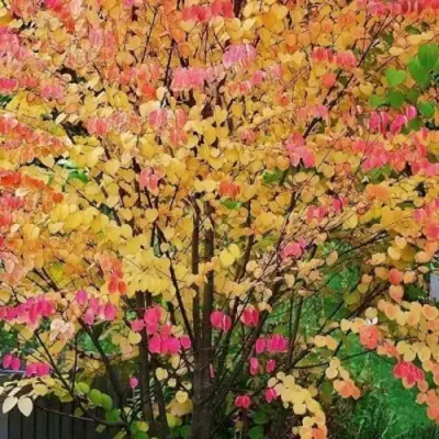 БАГРЯННИК японский в Витебске