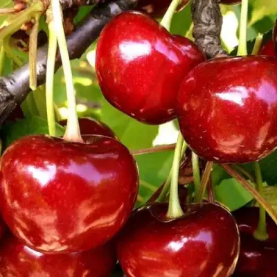 Черешня МИНЧАНКА в Витебске