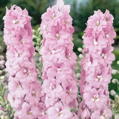 Дельфиниум ПЕТТИКОУТ гибридный в Витебске