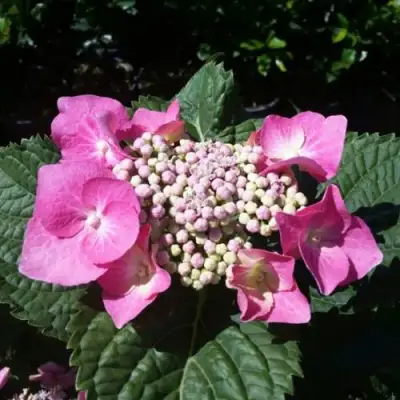 Гортензия БЛАУМАЙС (БЛАУМАЙЗЕ) крупнолистная в Витебске